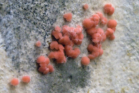 Arno Brandlhuber, Im Archipel, Sep 8–Oct 21 (Fungi on exhibition walls)