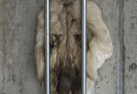 Larry Birds Scalp, 2010, buff goose pelt, plastic