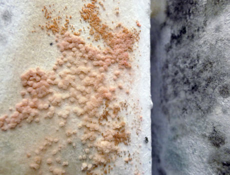 Arno Brandlhuber, Im Archipel, Sep 8–Oct 21 (Fungi on exhibition walls)