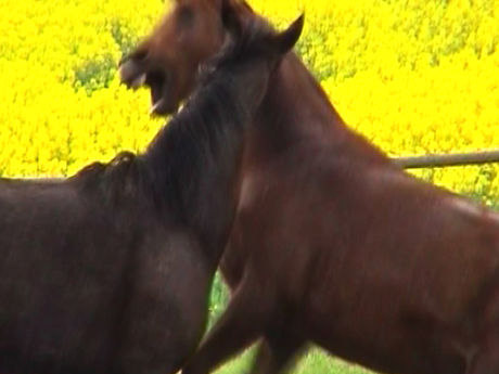 Ulrich Polster, La Vie (II), 2003, Video, 10'20"