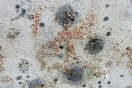 Arno Brandlhuber, Im Archipel, Sep 8–Oct 21 (Fungi on exhibition walls)