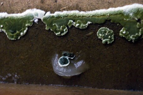 Arno Brandlhuber, Im Archipel, Sep 8–Oct 21 (Fungi on exhibition walls)