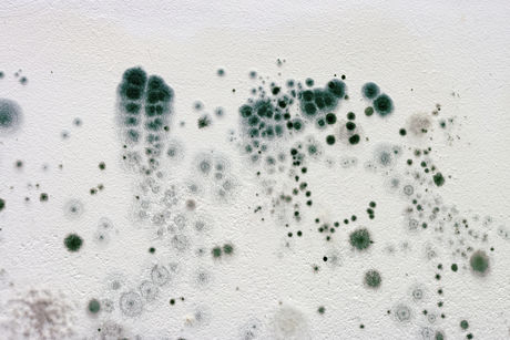 Arno Brandlhuber, Im Archipel, Sep 8–Oct 21 (Fungi on exhibition walls)